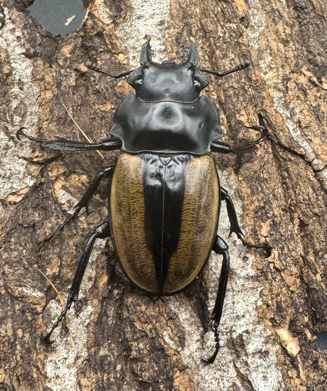 【WD】《ルデキンツヤクワガタ 73mm ペア》