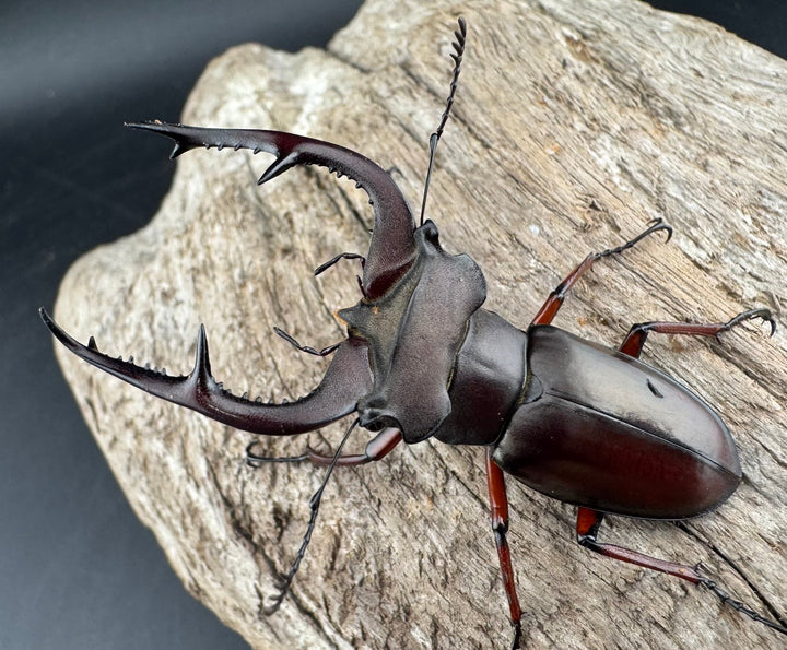 【WD】貴重産地《ブリヴィオミヤマ 57mm ペア》