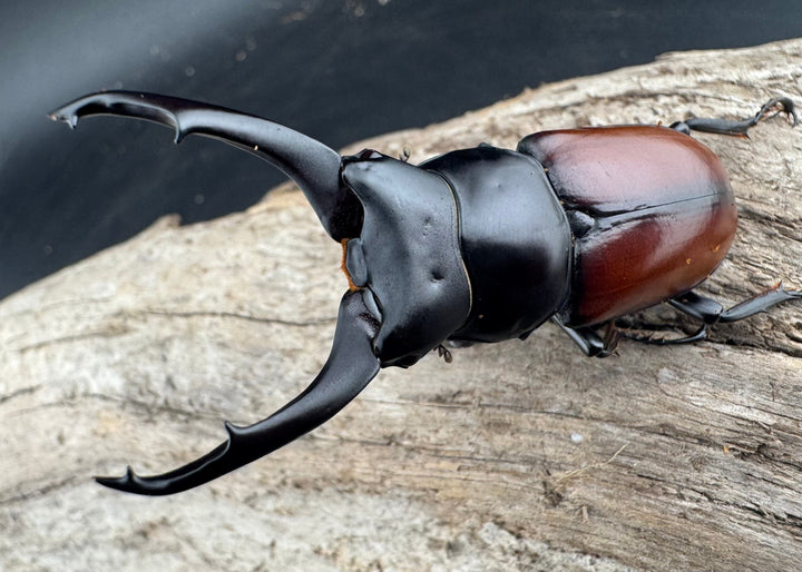 【WD】《マクレイコクワ チベット産 62.5mm A'品ペア》