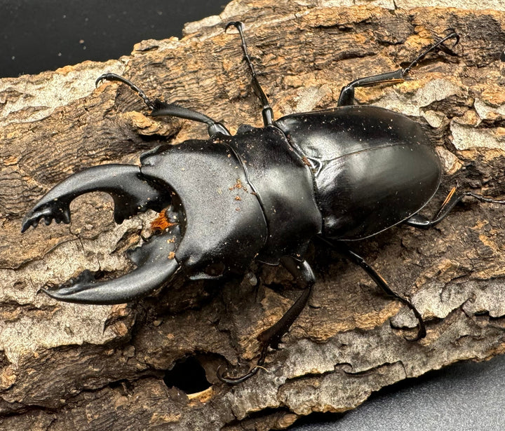 【WD】《アルケスツヤクワガタ 73mm ペア》