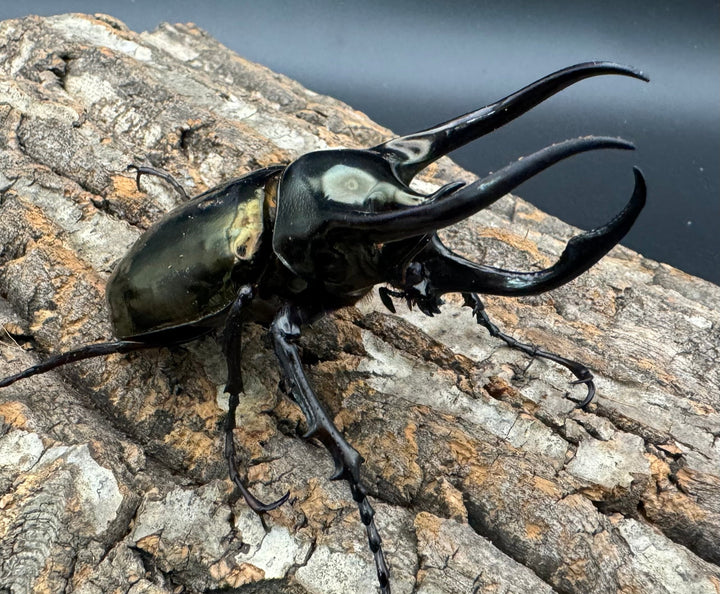 【WD】《ミンダナオアトラスオオカブト 95mm ♂単》