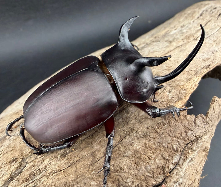 【WD】《シャムゴホンツノカブト 66mm ペア》