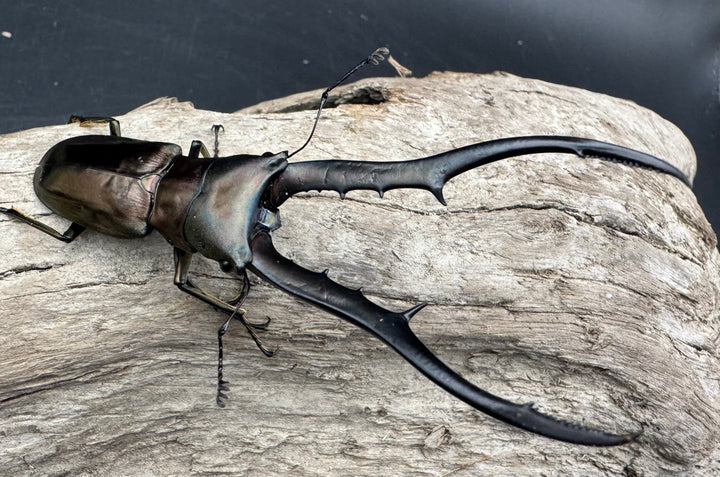 【WD】《メタリフェルホソアカ亜種finae 79mm ペア》