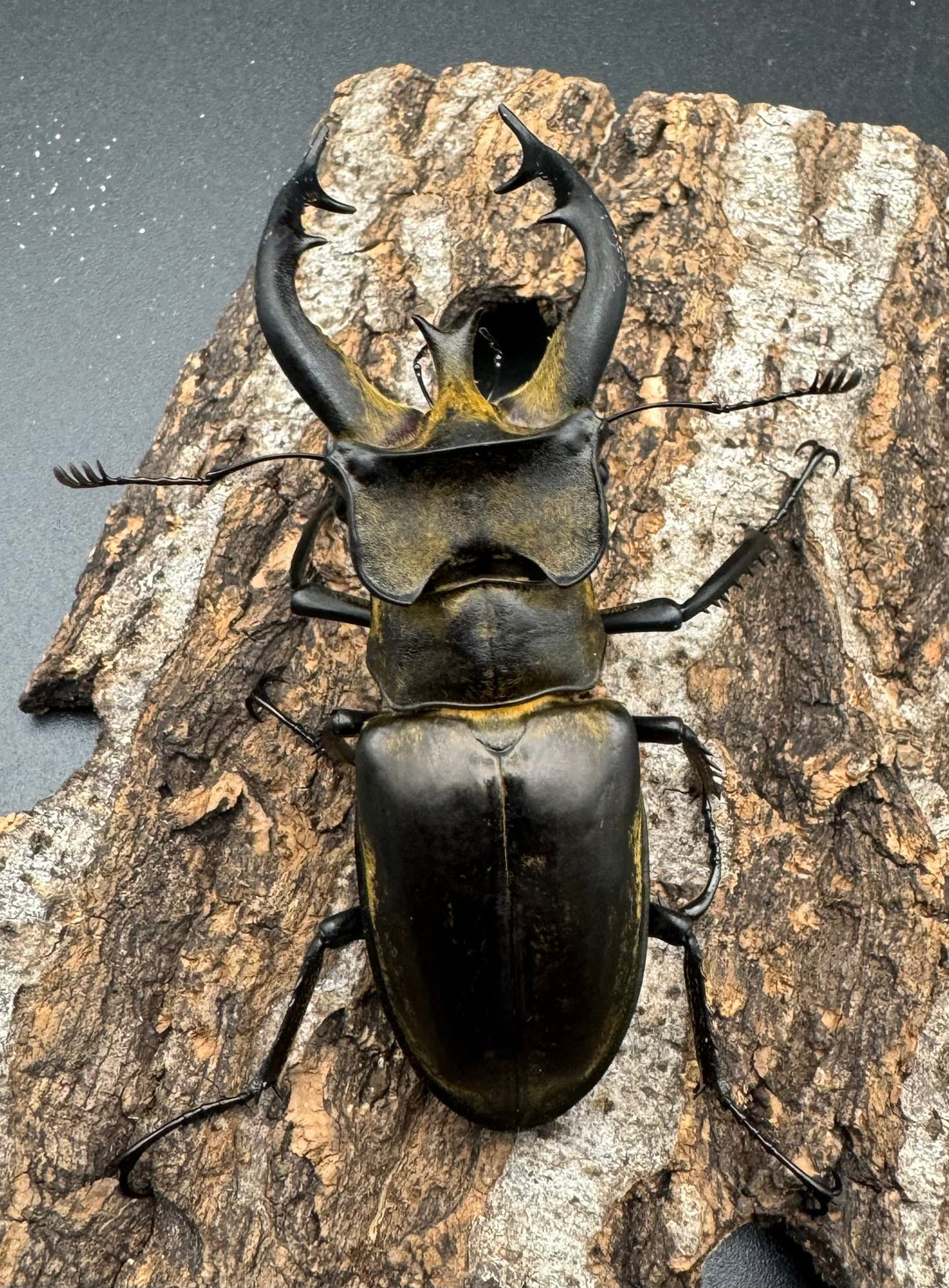 【WD】《チベットミヤマ亜種フルキフェル 75mm ペア》