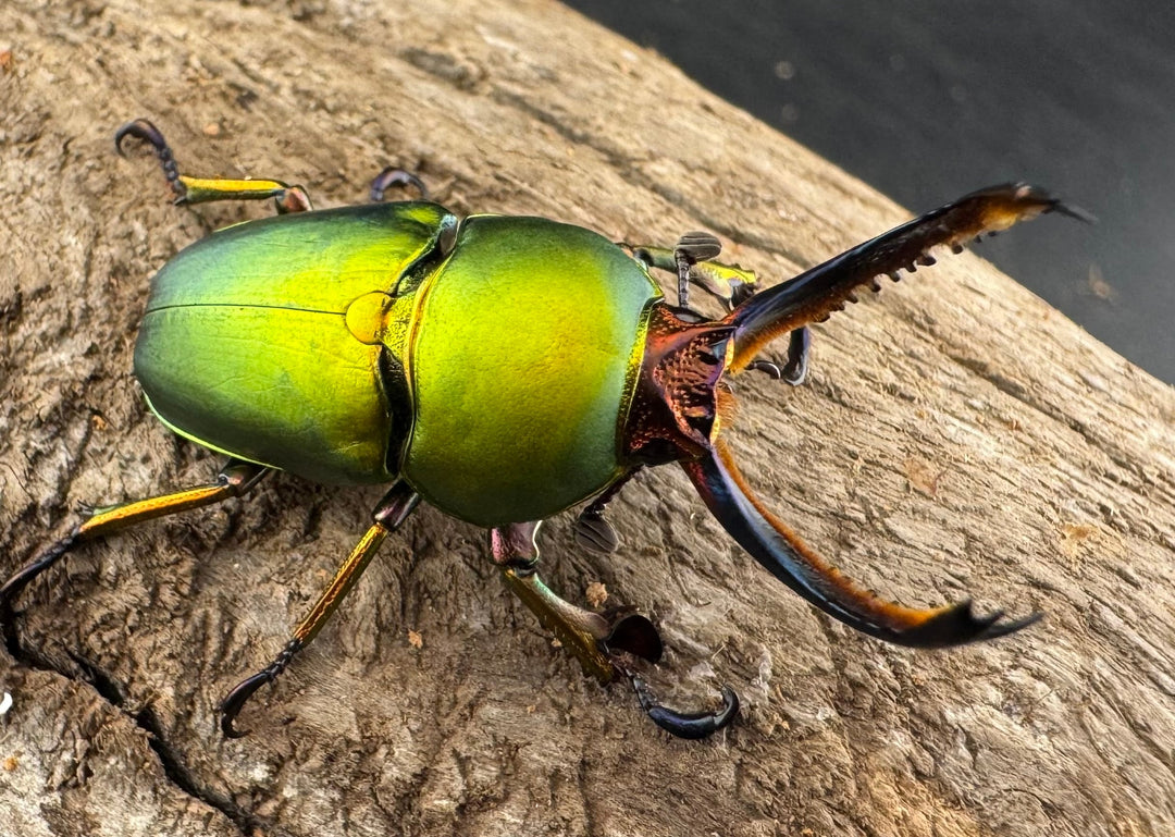 【WD】《パプアキンイロクワガタ アルファック産 35mm ペア》