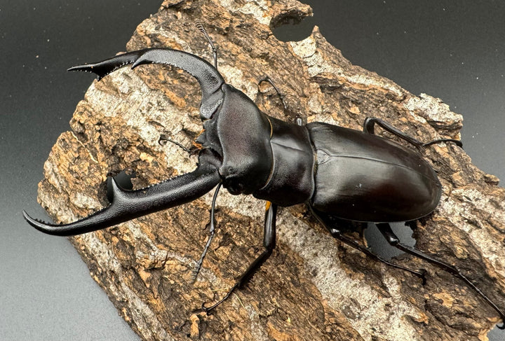 【WD】《マンディブラリスフタマタ 97.5mm ペア》