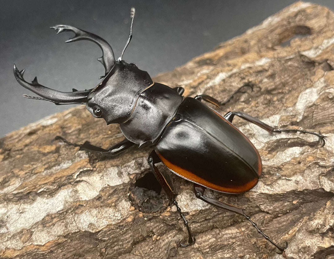 【WD】《クベラツヤクワガタ亜種sinensis 71mm ペア》