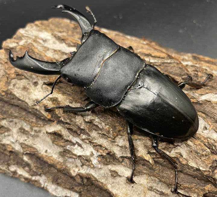 【WD】大型《イフガオヒラタ 88mm ペア》