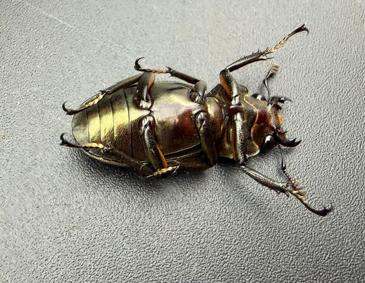《メタリフェルホソアカ亜種サンギレンシス 68.5mm ペア》