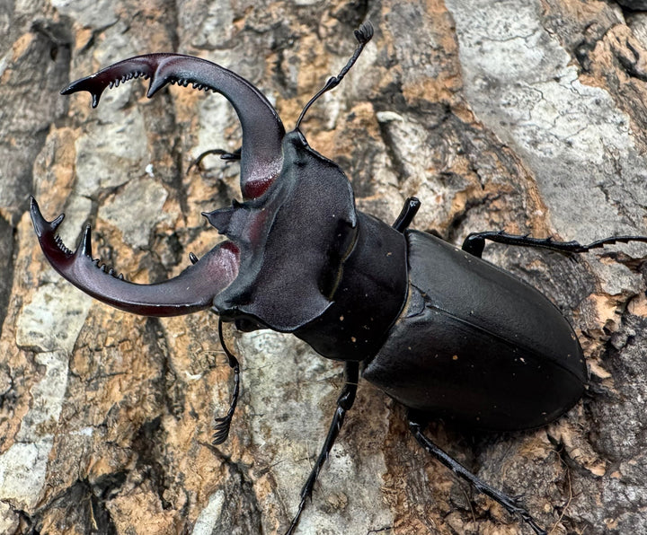 《ユダイクスミヤマ 68mm ペア》