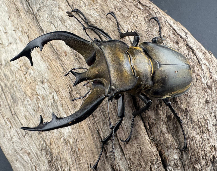 【WD】《フルキフェルミヤマ 64mm ペア》