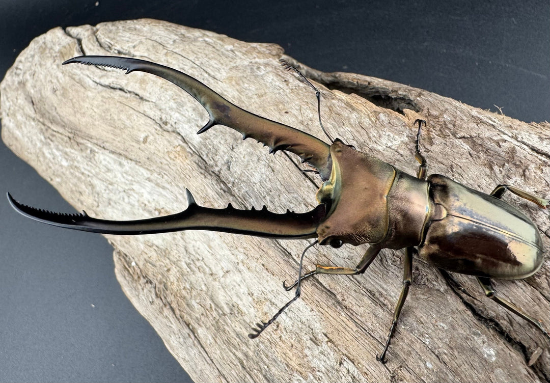 【WD】《メタリフェルホソアカ亜種finae 84.5mm ペア》