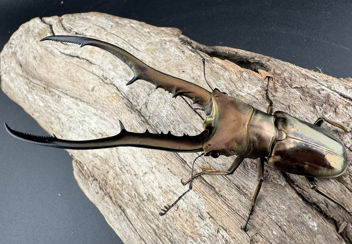 【WD】《メタリフェルホソアカ亜種finae 84.5mm ペア》