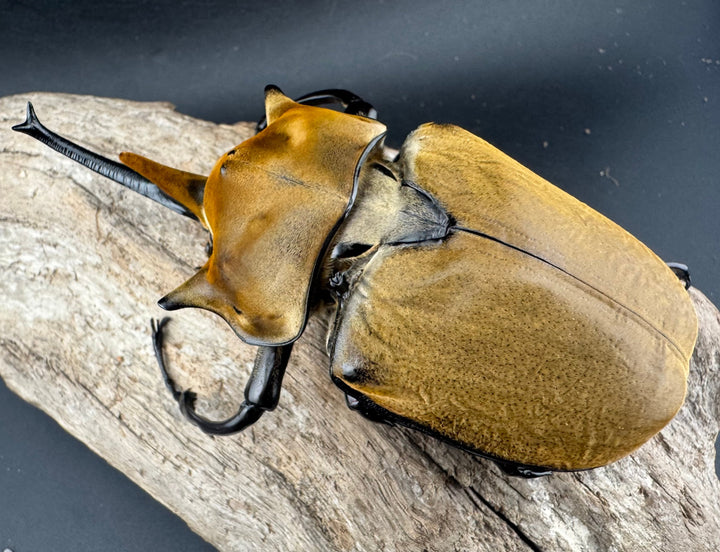 《エレファスゾウカブト 117mm ペア》