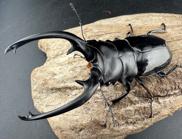 【WD】良型《インターメディアツヤクワガタ ネグロス島産 96mm ペア》