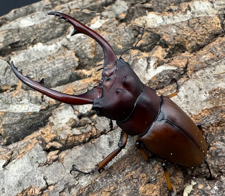 【WD】《アスタコイデスノコギリ ベンクール産 65mm ペア》