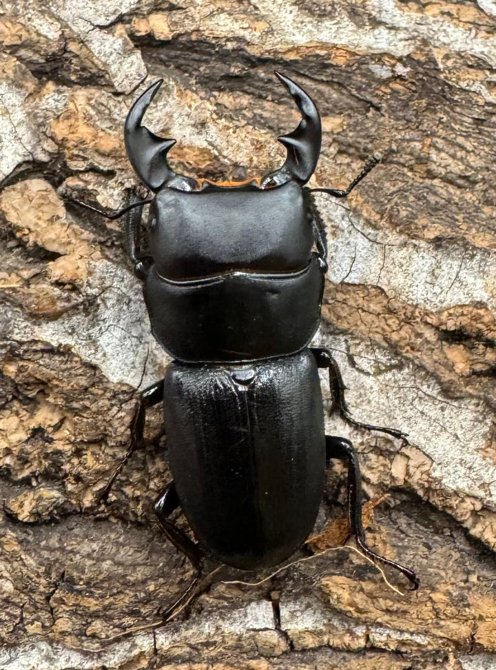 【WD】《ドルクス メンシウス 雅安市産 36.5mm ペア》