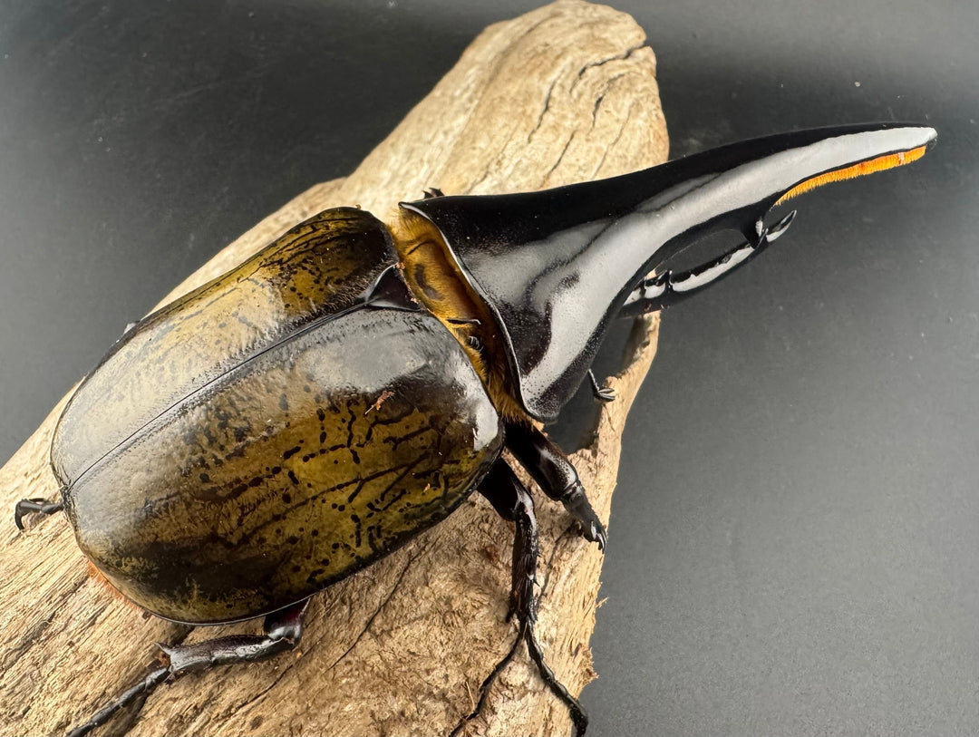 即ブリ《ヘラクレス・ヘラクレス 146mm B品ペア》