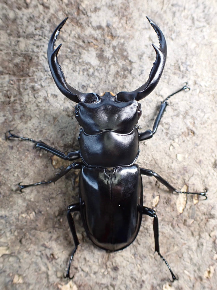 松本様専用分割①【WD】《雲南産ウエストウッディ亜種カズミアエ 68mm ペア》