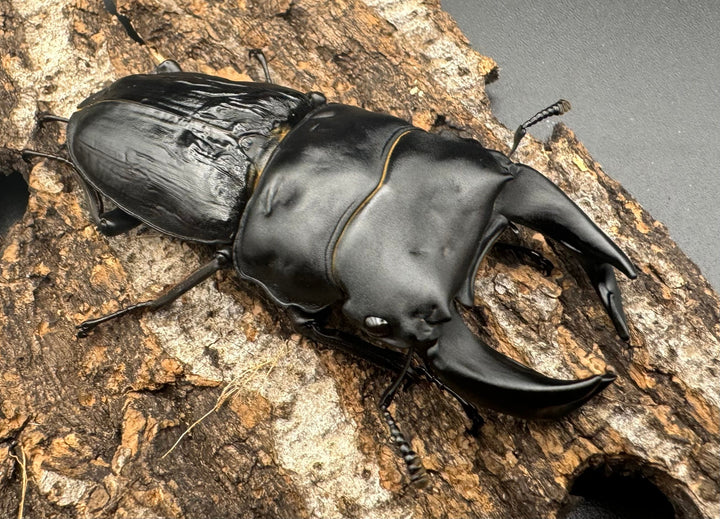 《ホペイオオクワ M74 71mm ペア》