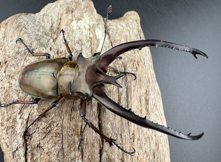 【WD】《プラネットミヤマクワガタ 81mm ペア》