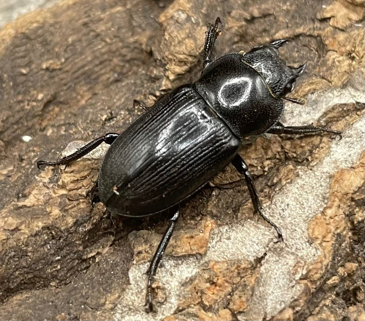 【WD】美麗種《ヨンレンセスジ ♀単》