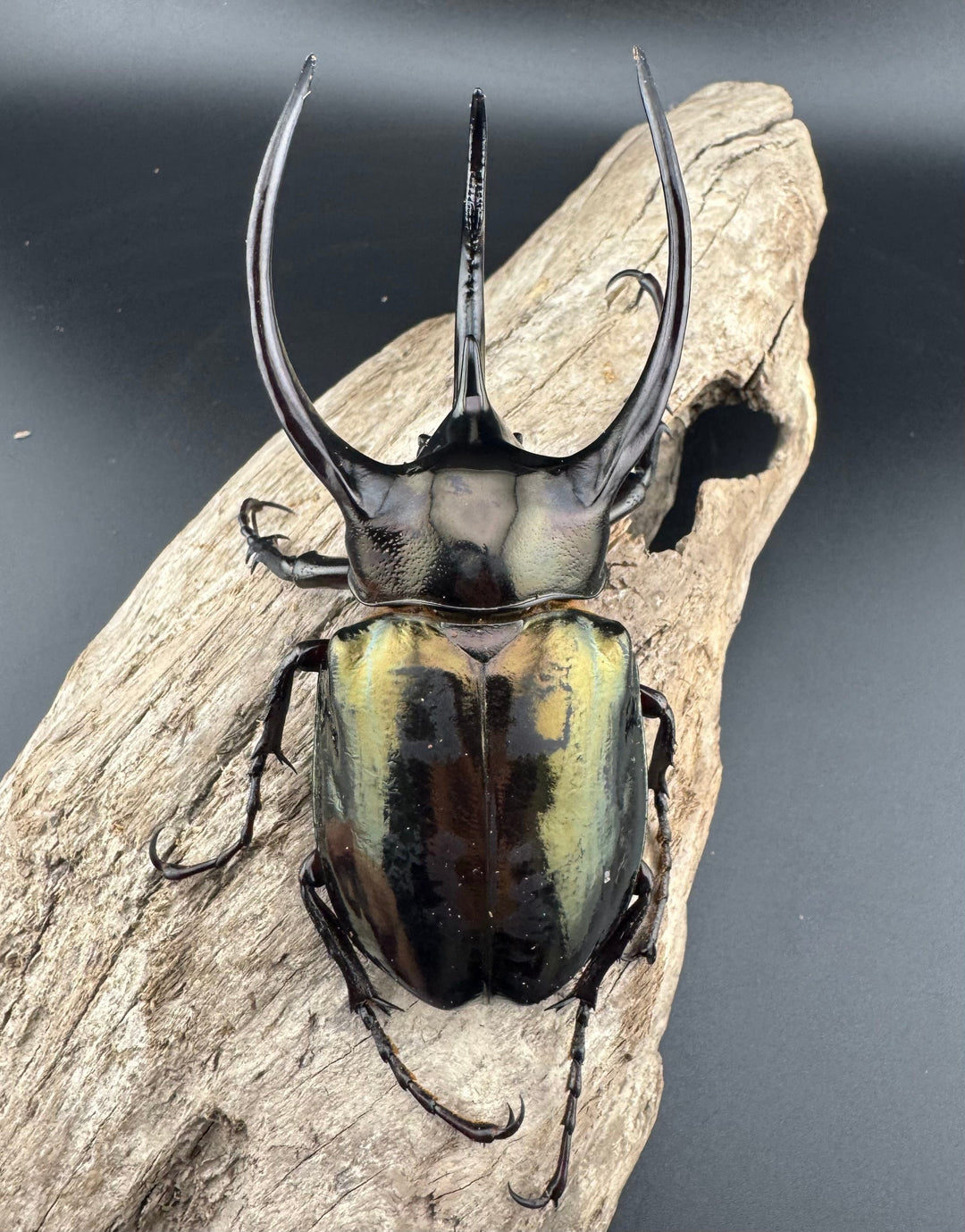 【WD】良型《ミンダナオアトラスオオカブト キダパワン産 96mm ペア》