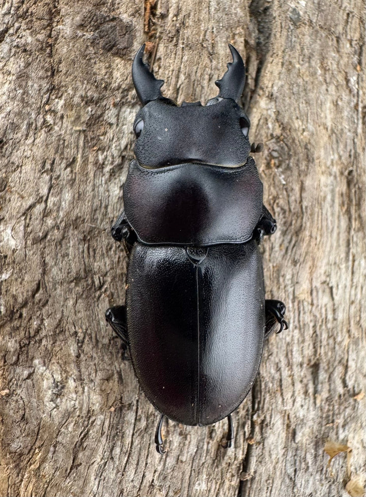 【WD】《ラクノステルヌスヒラタ亜種lumawigorum 30mm ペア》