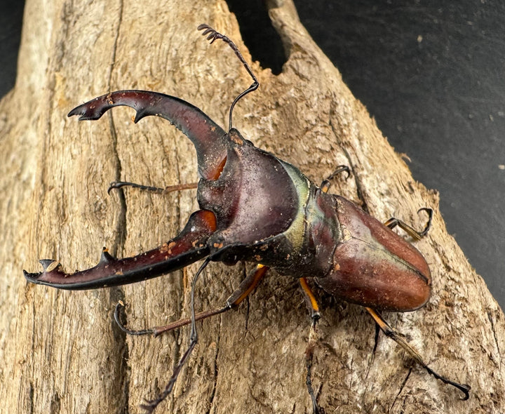 【WD】大型《ズベールホソアカ マラグサン産 52.5mm ペア》