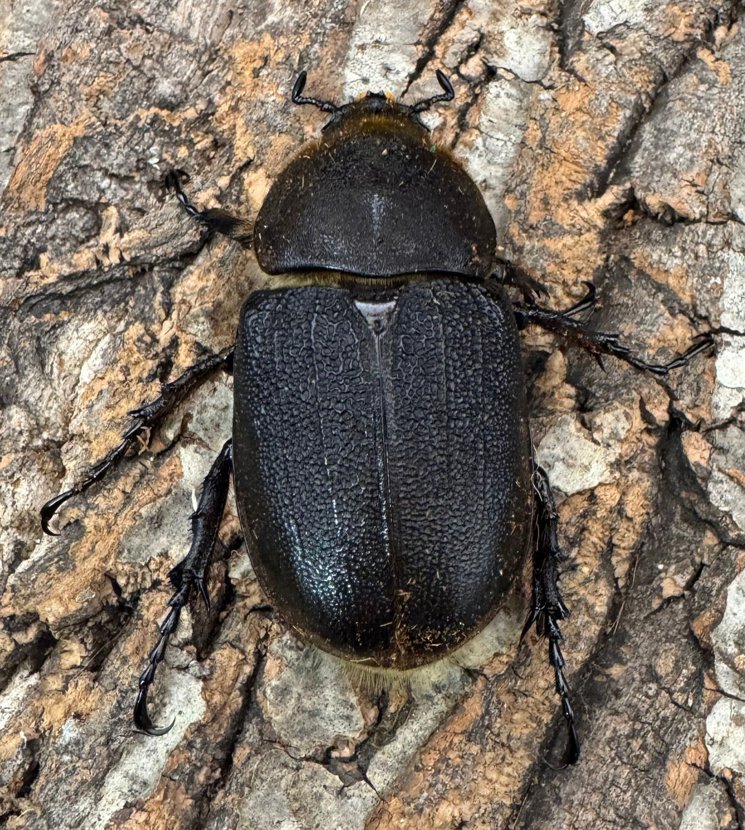 《ヘラクレス・ヘラクレス 146mm ペア》