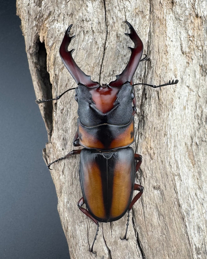 《ミラビリスノコギリクワガタ 65mm ♂単》