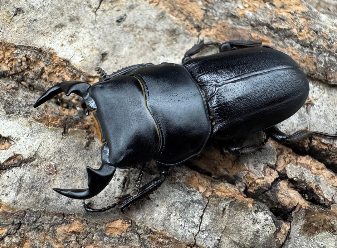 【WD】《ドルクス zhouchaoi（メンシウス ssp.） 34.5mm ペア》