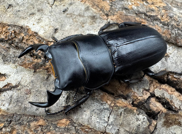 【WD】《ドルクス zhouchaoi（メンシウス ssp.） 34.5mm ペア》