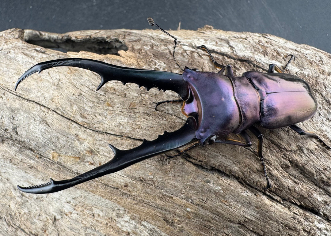 【美麗】《メタリフェルホソアカ亜種finae 78mm ペア》わたくわ氏ブリード個体