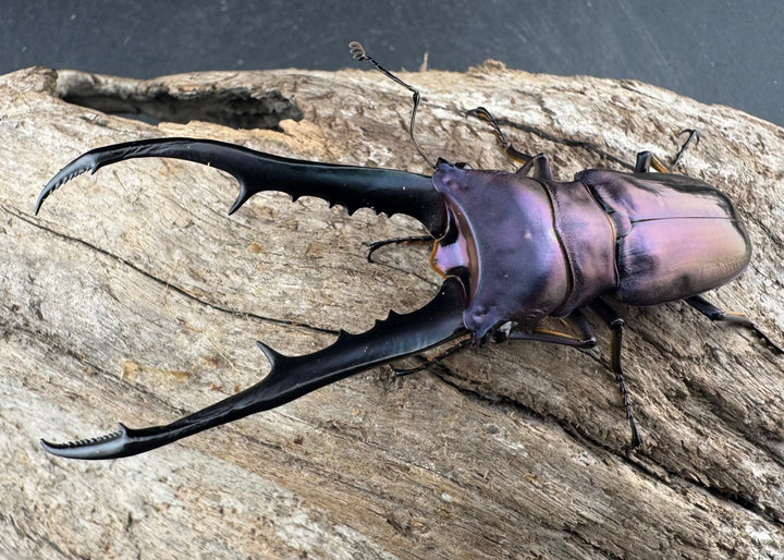 【美麗】《メタリフェルホソアカ亜種finae 78mm ペア》わたくわ氏ブリード個体