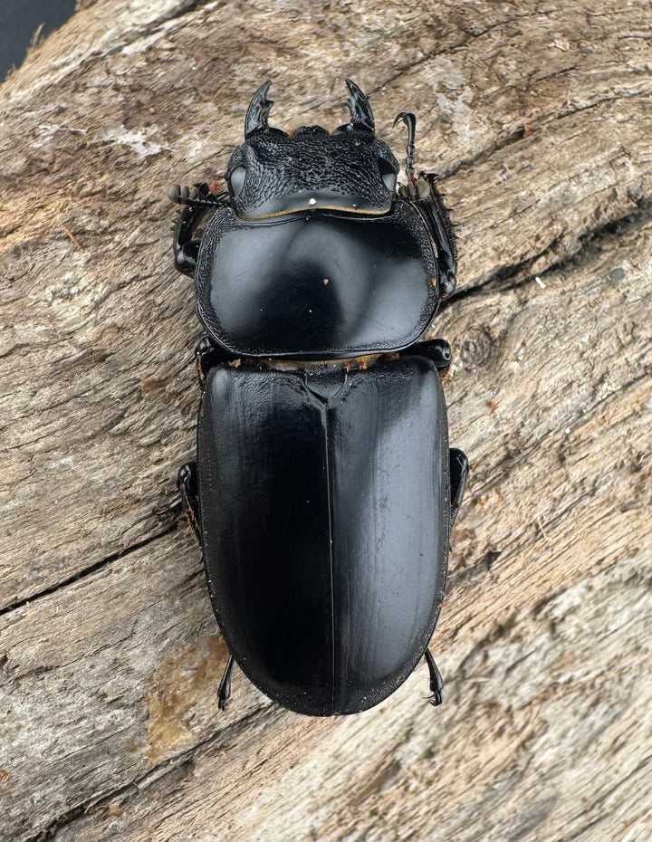 【WD】《アンタエウスオオクワ亜種miyashitai 72mm ペア》