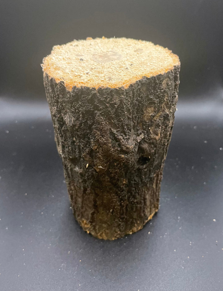 【10本セット】【3年物】産卵木 ナラ材 Mサイズ