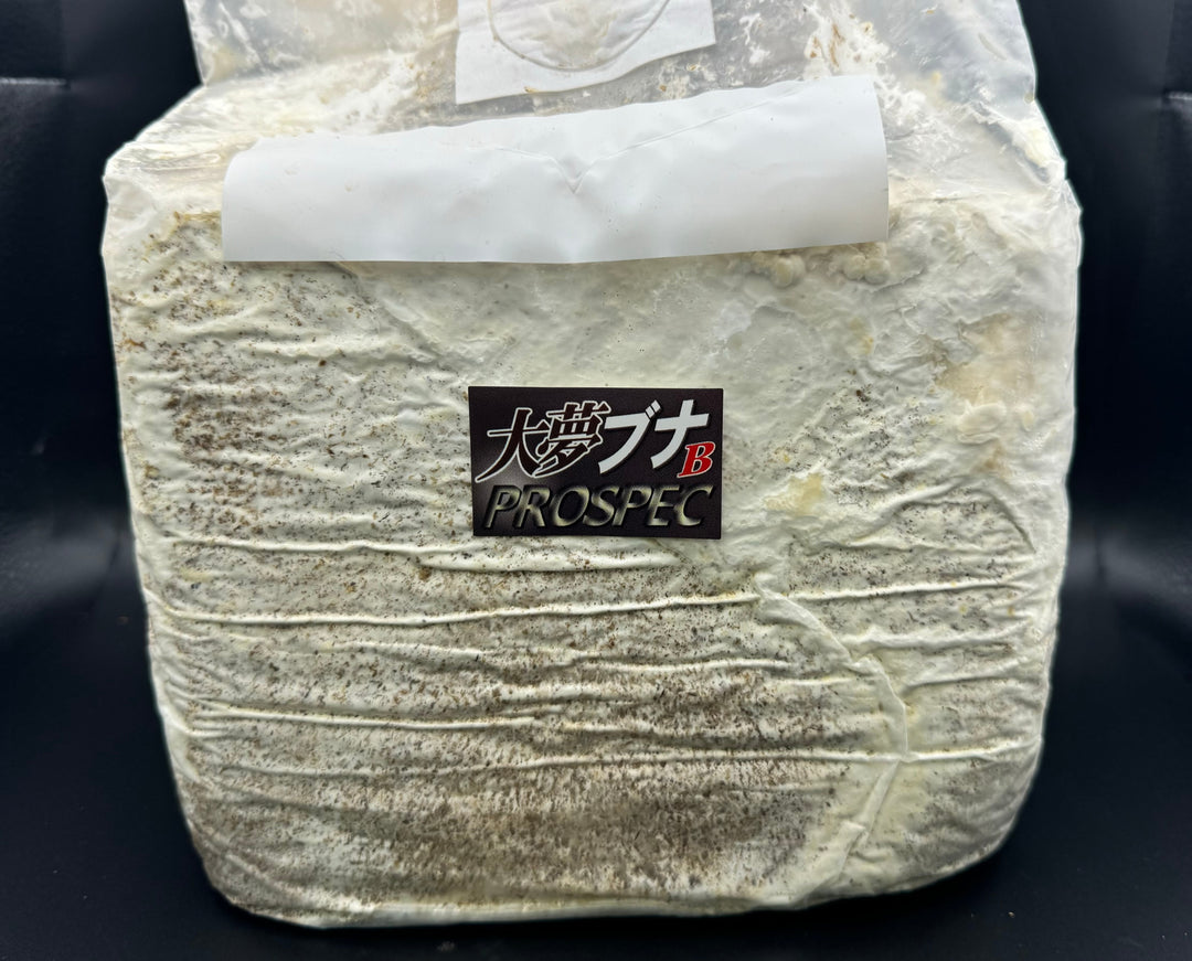 大夢Bブナ オオヒラタケ ブロック 4200cc