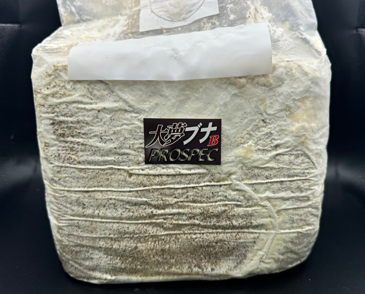 大夢Bブナ オオヒラタケ ブロック 4200cc