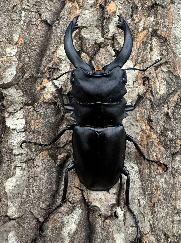 【WD】《アルケスツヤクワガタ 80-87mm ペア》