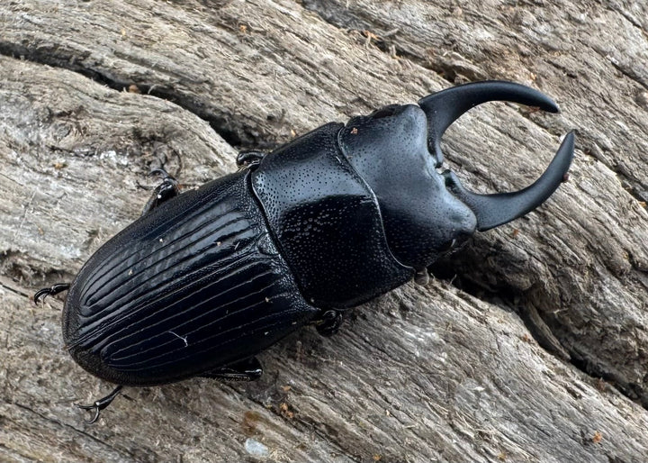 【WD】レア種《ミンダナオネブト 25mm ペア》