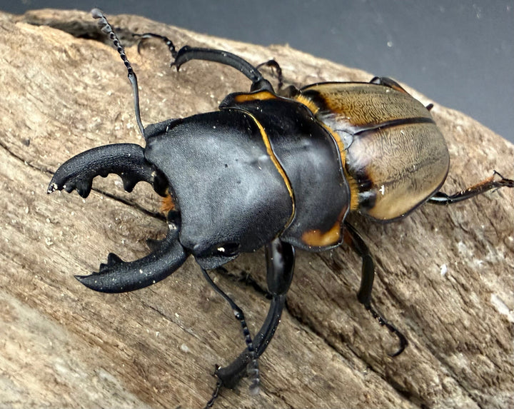 【WD】《ゾンメルツヤクワガタ ボルネオ産 59.5mm ペア》