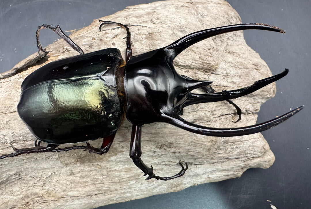 【WD】《ジャワコーカサスオオカブト 97.5mm ペア》