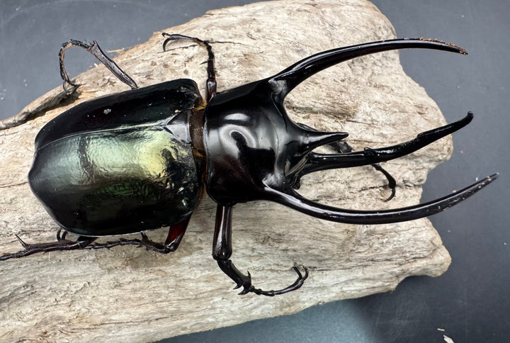 【WD】《ジャワコーカサスオオカブト 97.5mm ペア》