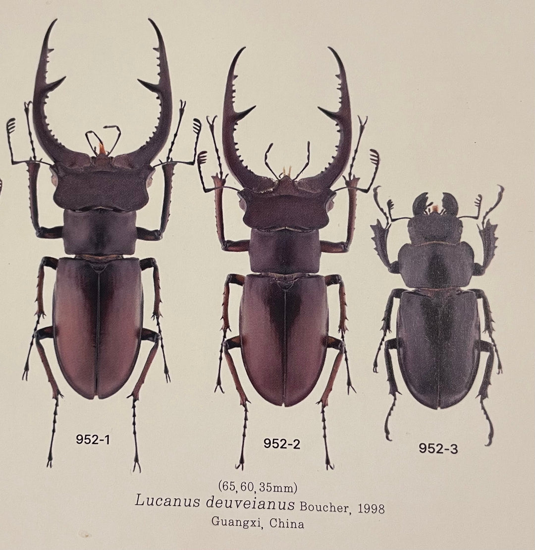 【WD】《デューベイアヌスミヤマ 33mm ♀単》