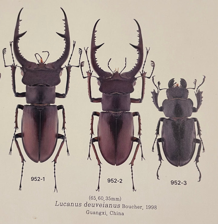 【WD】《デューベイアヌスミヤマ 33mm ♀単》