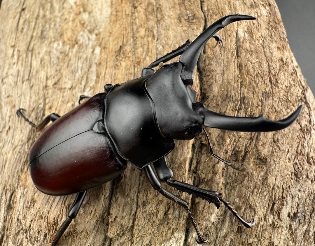 【WD】《ドンキエルコクワ原名亜種 チベット産 53mm ペア》