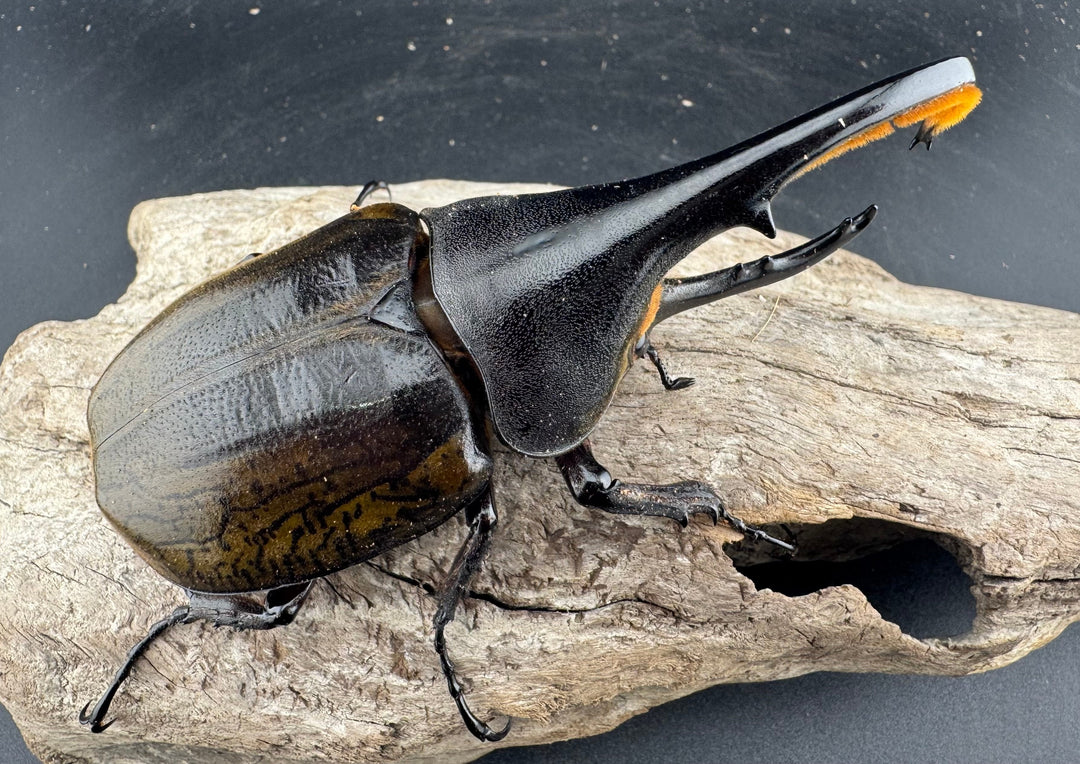 【WF11】《ヘラクレス・ブリュゼニ 117mm ♂♀♀トリオ（現トリニダーデンシス）》inohiro109氏ブリード個体