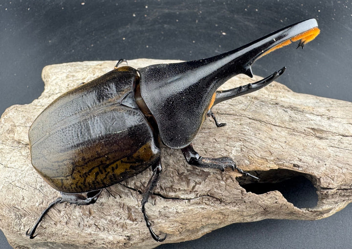 【WF11】《ヘラクレス・ブリュゼニ 117mm ♂♀♀トリオ（現トリニダーデンシス）》inohiro109氏ブリード個体