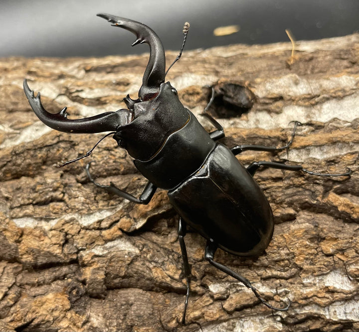 【WD】《アマミノコギリ 68mm ペア》